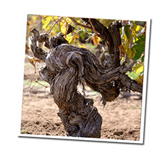 Barossa Valley Wine Tours